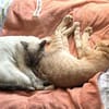 Lebensfrohe Minu sucht Zuhause