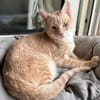 Geretteter Mozart sucht Zuhause