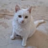 Junger Blanco sucht sein Zuhause