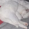 Junger Blanco sucht sein Zuhause