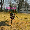 Selina 2 Traumhund sucht Dich 9/24 DE
