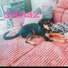 Selina 2 Traumhund sucht Dich 9/24 DE