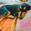 Selina 2 Traumhund sucht Dich 9/24 DE