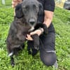 LYNN ❤🐾  ca 45cm, ruhig und liebenswer