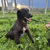 LYNN ❤🐾  ca 45cm, ruhig und liebenswer