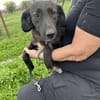 LYNN ❤🐾  ca 45cm, ruhig und liebenswer