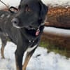 COCO - sucht ihre Für-Immer-Menschen