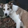 SOPHIA - kleine, tapfere Hundedame