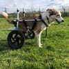 SOPHIA - kleine, tapfere Hundedame