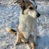 SOPHIA - kleine, tapfere Hundedame