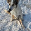 SOPHIA - kleine, tapfere Hundedame