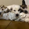 SOPHIA - kleine, tapfere Hundedame