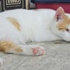 Verschmuster Nikos sucht Zuhause