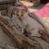 Verschmuster Nikos sucht Zuhause