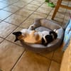 Liebe Lina B sucht ein Zuhause