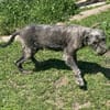 GRAY 🐾❤ liebevoller Senior