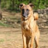 Zarte RONJA möchte Tierheim verlassen