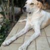 LILA - sucht ihr Zuhause fürs Leben