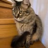Hübsche, schüchterne Katze Kicha