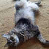 Hübsche, schüchterne Katze Kicha