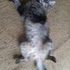 Hübsche, schüchterne Katze Kicha