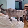 Sanfte, liebe Siam-Mix-Katze Tofu