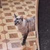 Sanfte, liebe Siam-Mix-Katze Tofu