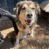 ZOE - liebe, verschmuste Handicap-Dame