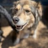 ZOE - liebe, verschmuste Handicap-Dame