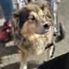 ZOE - liebe, verschmuste Handicap-Dame