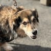 ZOE - liebe, verschmuste Handicap-Dame