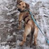 Holly Dackel Mischling Hündin Junghund