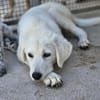 Fiona jetzt in der Tierherberge Donzdorf