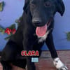 Clara - Verspielte Kuschelmaus