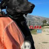 Clara - Verspielte Kuschelmaus