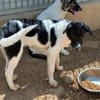 Liebenswerte Jada sucht Zuhause