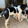 Liebenswerte Jada sucht Zuhause
