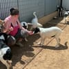Liebenswerte Jada sucht Zuhause