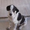 Flavia ist in der Tierherberge Donzdorf
