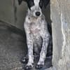 Flavia ist in der Tierherberge Donzdorf