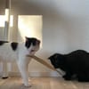Peppa und Sally aus dem Tierschutz