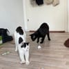 Peppa und Sally aus dem Tierschutz