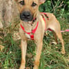 Nella im Tierheim Sulzbach