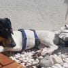 Bonamie in 82343 Pöcking