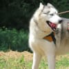THORAK (en placement provisoire)