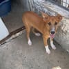 Pacou [Chiot]