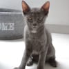 Anubis