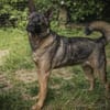 Yoshi sucht ein Zuhause