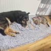 Jorgos, eine treue Seele sucht Anschluss