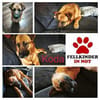 Koda verschmuster Mischling Rüde